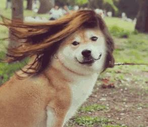 GPT-4o引争议 被讽“赛博舔狗”