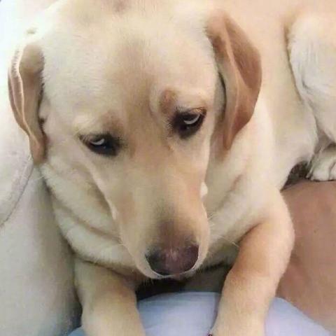 适合30多岁人的内衣 设计有点大胆的囧图