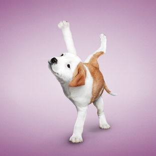 《线条小狗：动物温泉》全新上线！温泉萌宠双重疗愈