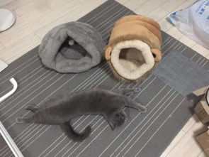 玩家的PS5被当成猫窝了 网友：猫毛地狱警告