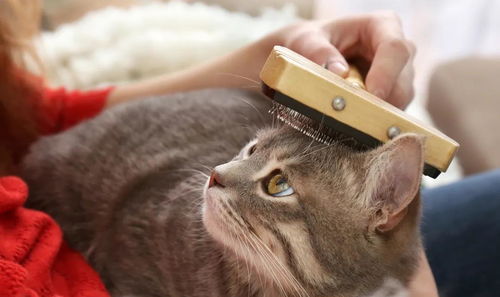 玩家的PS5被当成猫窝了 网友：猫毛地狱警告