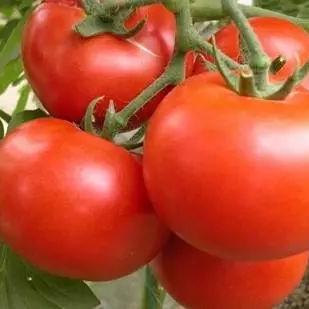 国产“二次元GTA”《异环》喜提版号！内测招募中