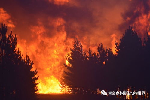 《剑星》伊芙、迅驰官方绝美新图：房子着火我拍照