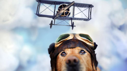 剑星让粉狗doro火到了西方社区：亚洲网友激情科普