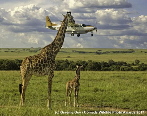 《线条小狗：揭秘动物温泉勋章，隐藏作用大揭秘！》