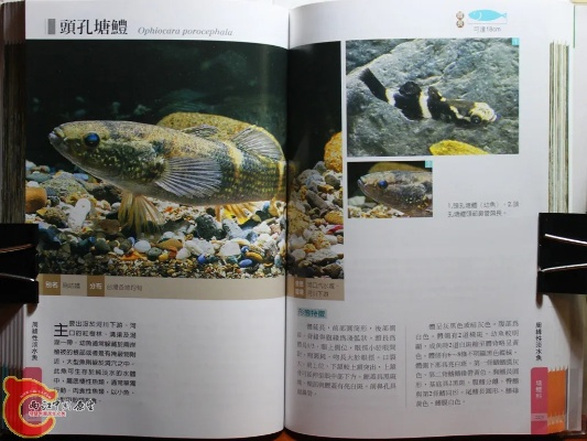 探秘造作海岛:揭秘罕见鱼类图鉴! 探秘造作海岛:揭秘罕见鱼类图鉴!