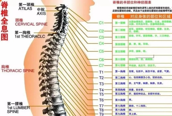 剑星12大辅助脊椎秘籍，独家收集攻略大揭秘！