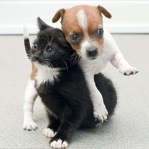 《合成大猫咪》Steam新游：轻松上手，萌宠随心合！