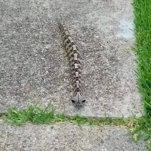 《空洞骑士：丝之歌》官网发布新平台支持