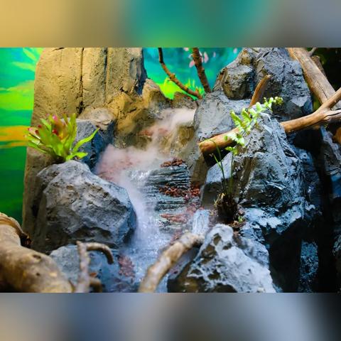 探寻海南雨林奇遇记！上海自然馆携手乐元素，揭秘生物多样性宝藏