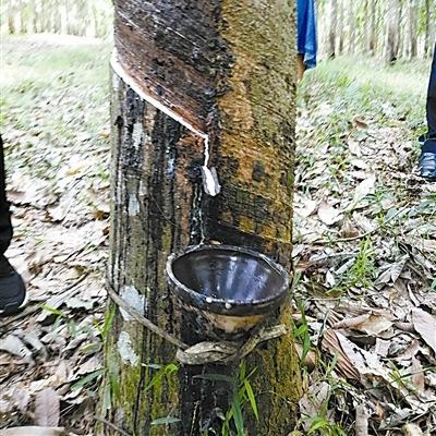 《Minecraft橡胶树橡胶采集攻略：快速获取橡胶方法》