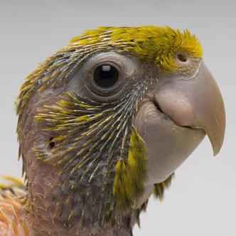 《再刷2》金色传说隐藏图攻略：解锁秘籍大揭秘