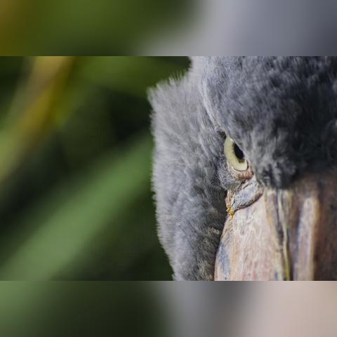 黄金鸟获取攻略：揭秘苏丹游戏金色装备高效方法