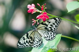 《原神》彩蝶翩然过谷中：揭秘五只蝴蝶藏匿之谜