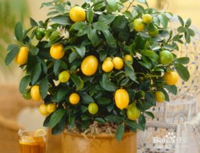 《乌冬旅店金桔盆栽攻略：解锁与获取方法揭秘》