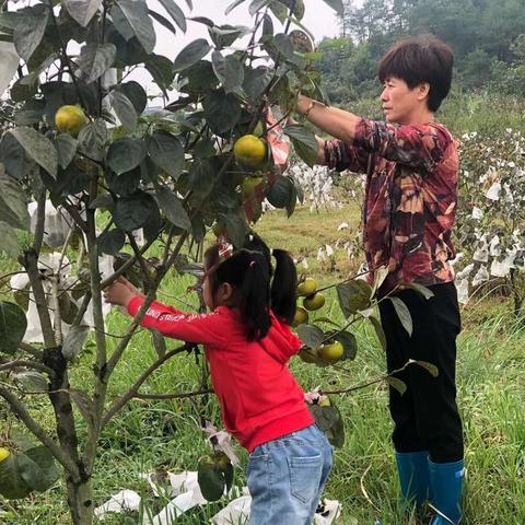 《剑与远征》南瓜委托搭配攻略：高效升级必备！