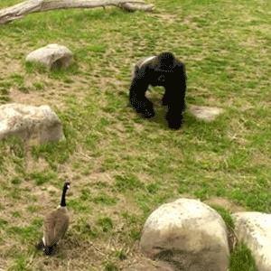 《魔兽世界》好斗界螺速拿攻略！高效获取方法揭秘