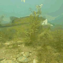 《魔兽世界》好斗界螺速拿攻略！高效获取方法揭秘