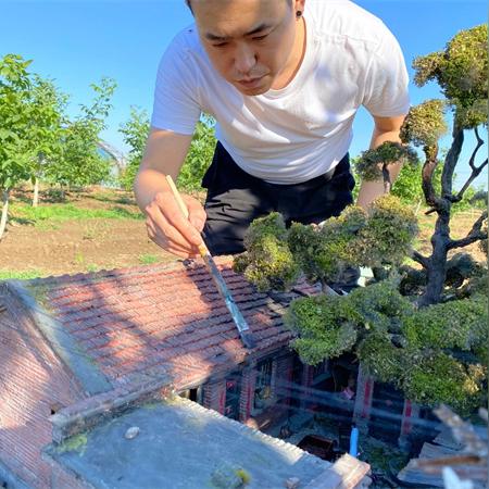 《魔兽世界》青苔猛犸象速成攻略，轻松入手！