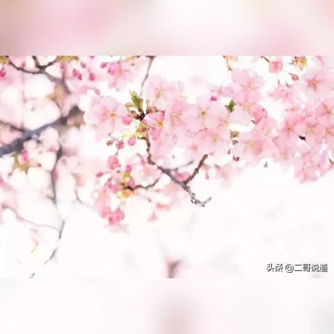 《秒速五厘米真人版》预告来袭，松村北斗主演浪漫心动瞬间