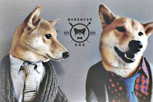 《三男一狗》十二年经典再现，揭秘魅力长存之谜！