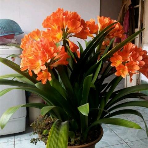 《橘红果冻熊攻略：轻松获取淡黄火之高兴方法》