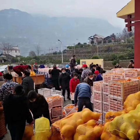 《大米危机未解，韩国白菜市场风云再起》