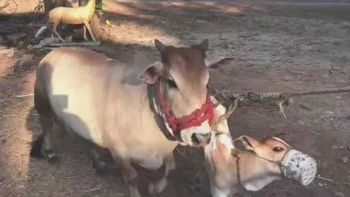 《娇妻折磨何时休？从奶嗝到娇牛马，玩家心声》