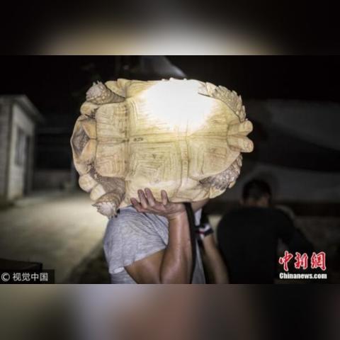 苏丹游戏图鉴速成！铜读物动植秘籍解锁攻略