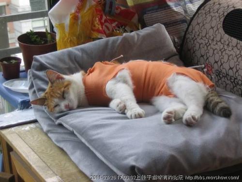 《燕云十六声饮马隘猫戏全攻略，凉州猫戏一网打尽》