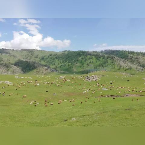 《牧场动物大揭秘：桌面牧场小动物详数据览》