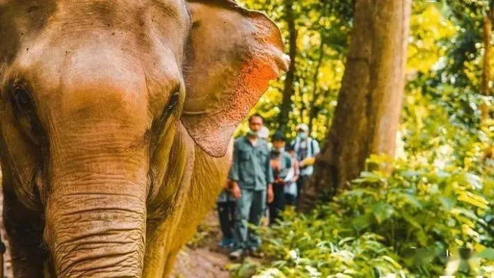 《魔域》揭秘：大象食堂惊现雨林，探秘沉浸式撸兽新体验！