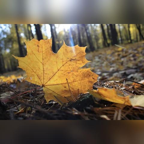 《归唐》首曝！敦煌信使“向死东行”背后的传奇之旅