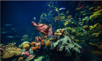 圣龙潭潜水悲剧：金雪峰离世，20余日水下寻踪记