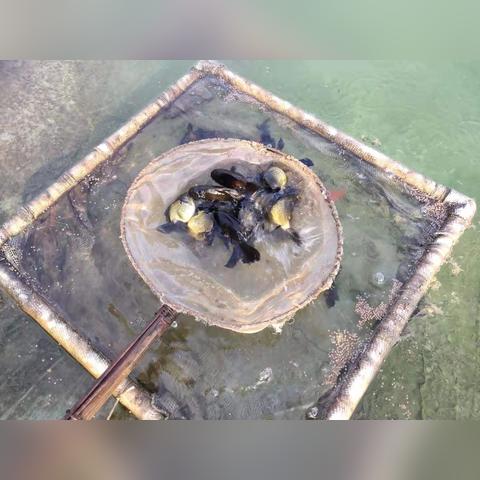 《全球鱼友俱乐部》养鱼新玩法：电脑变鱼缸，多人联机畅游！