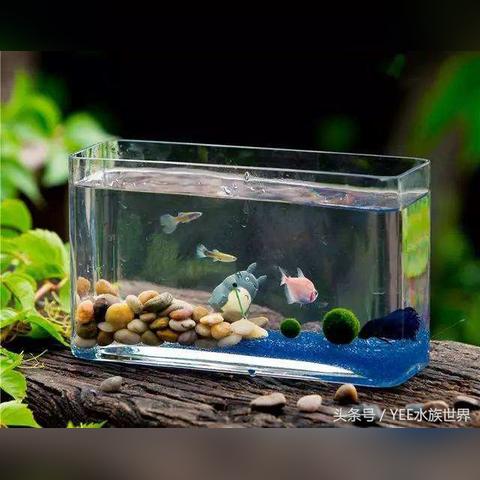 《全球鱼友俱乐部》养鱼新玩法：电脑变鱼缸，多人联机畅游！