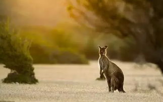 《死亡搁浅2》：土澳袋鼠赛跑，揭秘野生动物生态奇观