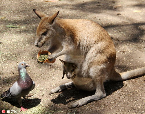 《死亡搁浅2》：土澳袋鼠赛跑，揭秘野生动物生态奇观