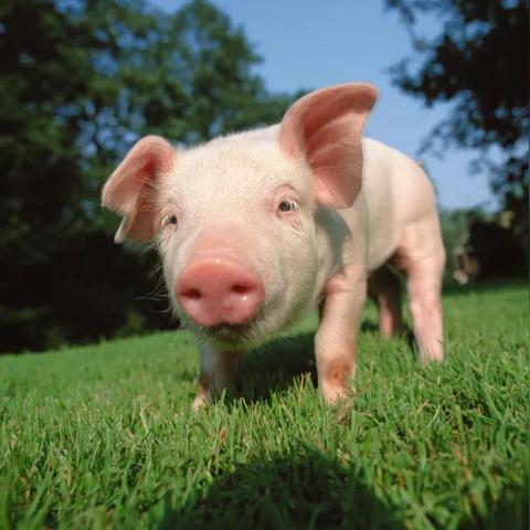 猪肾移植亚洲首例！术后超百天奇迹存活，揭秘突破！