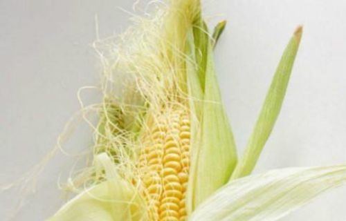 玉米须：胰腺癌克星，肿瘤缩40%！