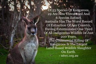 《死亡搁浅2》土澳奇遇：袋鼠竞速，生态大揭秘！