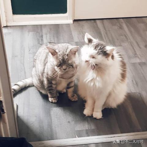 《猫咪斗恶龙III》酒馆奇谈：新篇章揭秘，独家爆料！