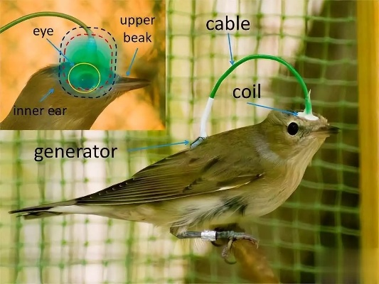 《银鸟工作室揭秘：声波天平与羽毛代码的跨界融合，探索理性本能新边界！》
