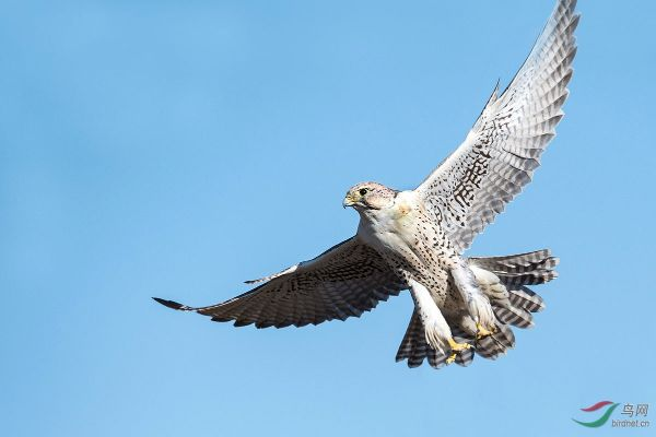 《解限机》独家！超帅金色矛隼模型，仅7800份！速抢！
