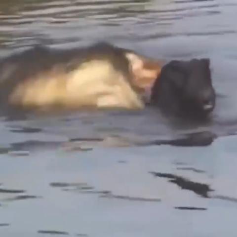 《合金装备3重制版》鳄鱼潜行装：潜入动物世界，体验真实狩猎！