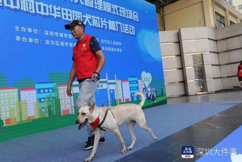 《中华田园犬解禁潮：多地政策反转引热议》