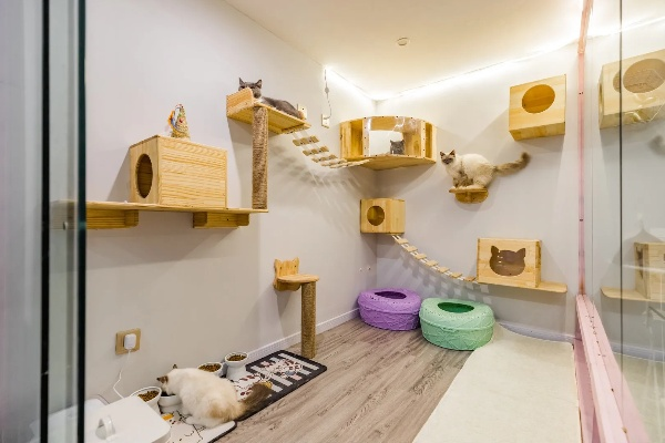 小米公寓租住攻略：1999元享猫咪友好，亲友同住无忧