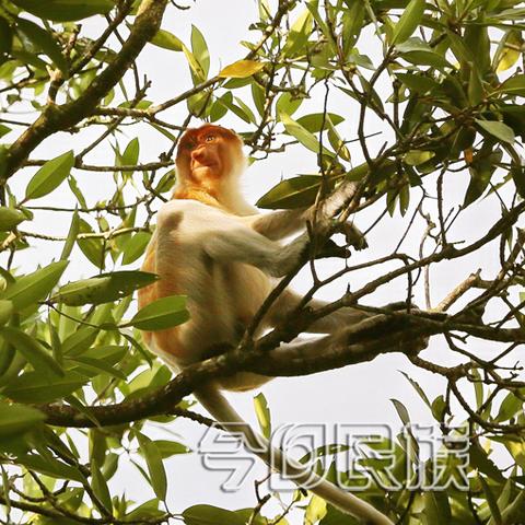 《苏丹秘境：轻松解锁史诗级石读物攻略》