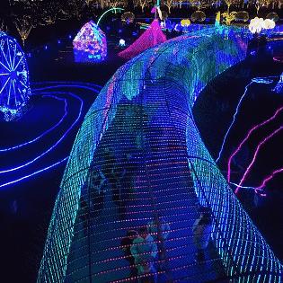 动物迷城文化品盘点：收藏攻略大揭秘