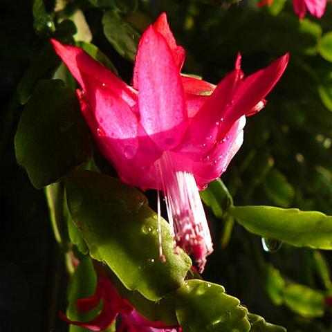 《无尽冬日氪金真相揭秘：2025年深度解析》